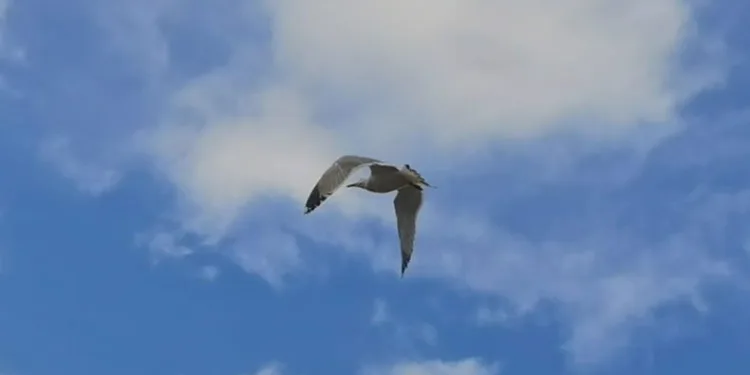 Bursa’da martı kurtarma operasyonu