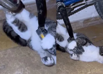 Zincire sıkışan kediyi itfaiye kurtardı