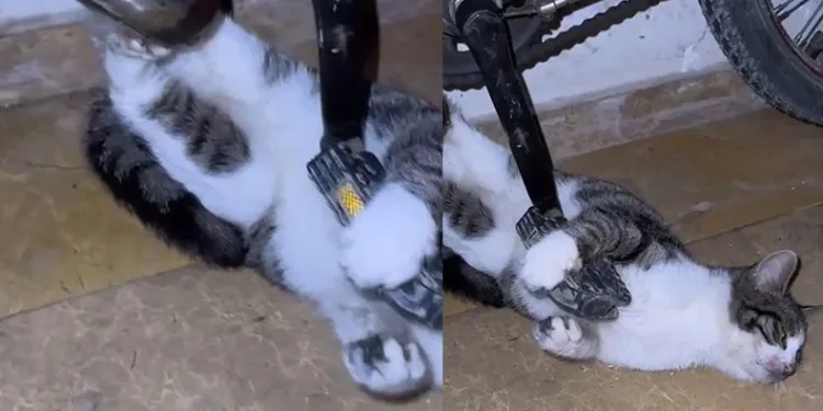 Zincire sıkışan kediyi itfaiye kurtardı