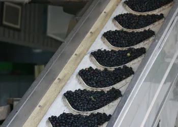 Zeytinyağı üretiminde rekor bekleniyor