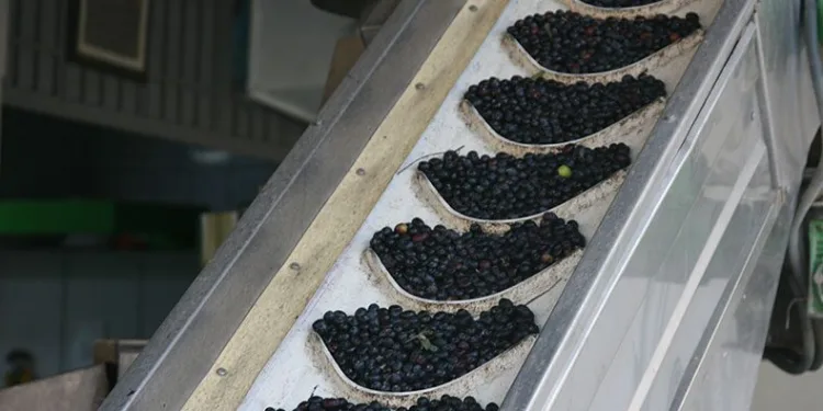 Zeytinyağı üretiminde rekor bekleniyor