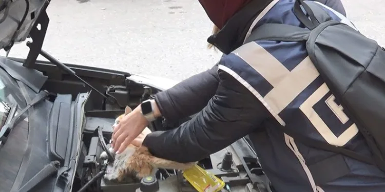 Şefkatli polisten yavru kediye yardım