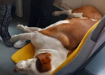 Tramvay koltuğunda uyuyan sevimli köpek