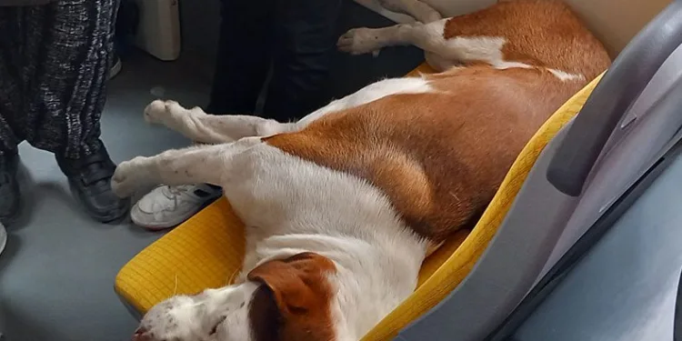 Tramvay koltuğunda uyuyan sevimli köpek