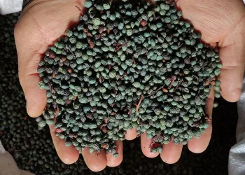 Ormandan toplanan şifa deposu