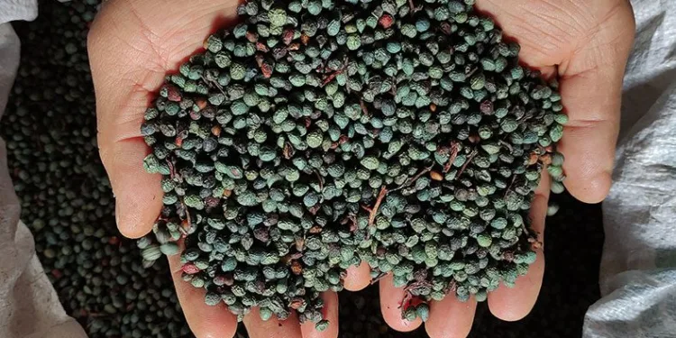 Ormandan toplanan şifa deposu