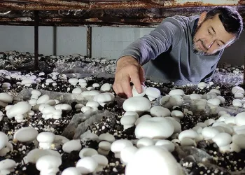 Şehrin mantar ihtiyacını üretim üssüyla karşılıyor