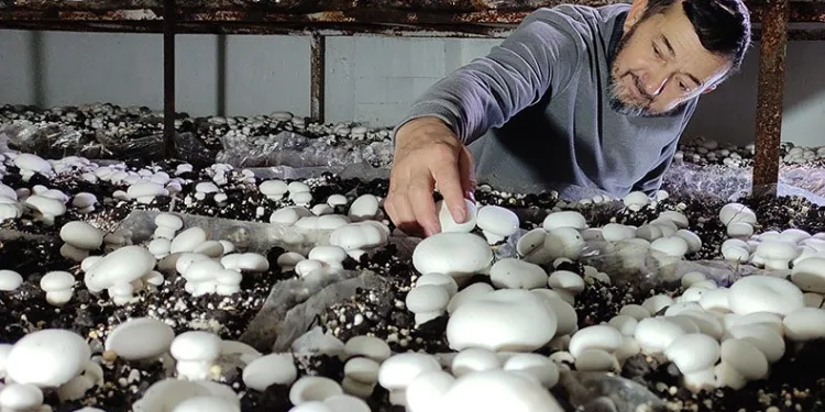 Şehrin mantar ihtiyacını üretim üssüyla karşılıyor