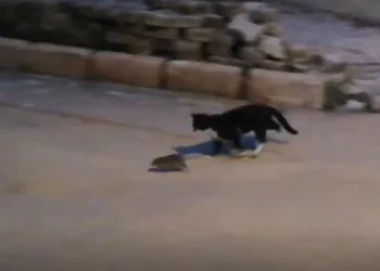 Kedi ile farenin oyunu kamerada