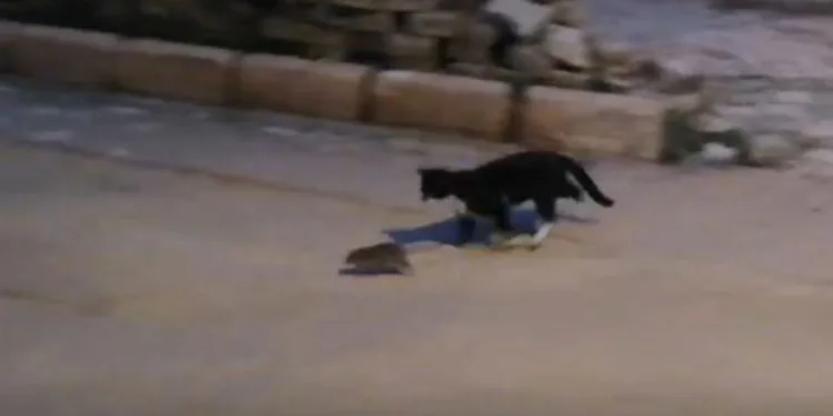 Kedi ile farenin oyunu kamerada