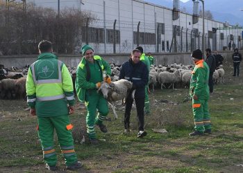 Keçi ve koyunlar kaçtı ekipler yakaladı