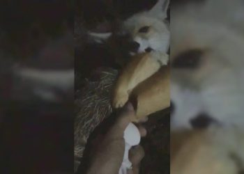 Tilkiye elleriyle yemek yedirdi