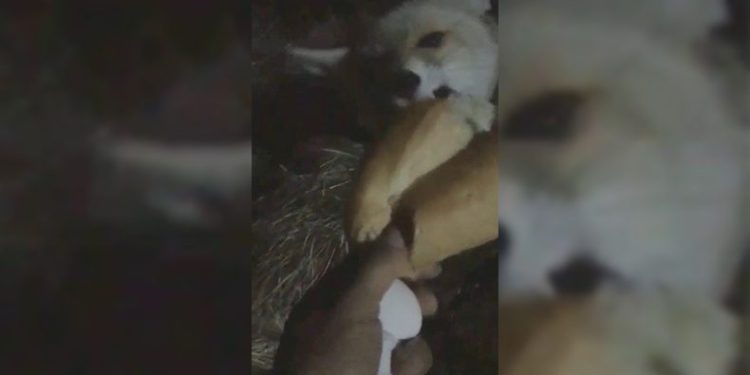 Tilkiye elleriyle yemek yedirdi