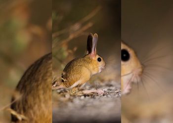 Dünyada kırmızı listede, Türkiye’de görüntülendi