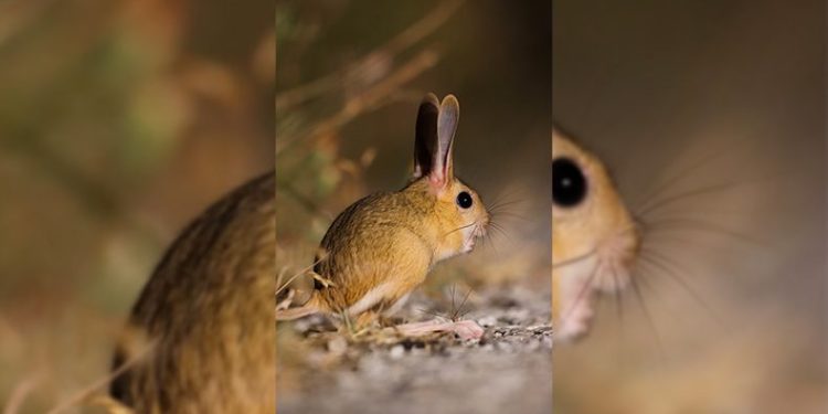 Dünyada kırmızı listede, Türkiye’de görüntülendi