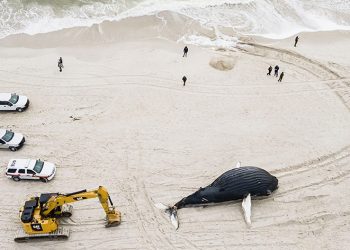 Gizemli balina ölümleri artıyor