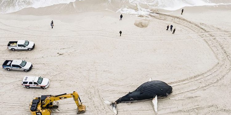 Gizemli balina ölümleri artıyor