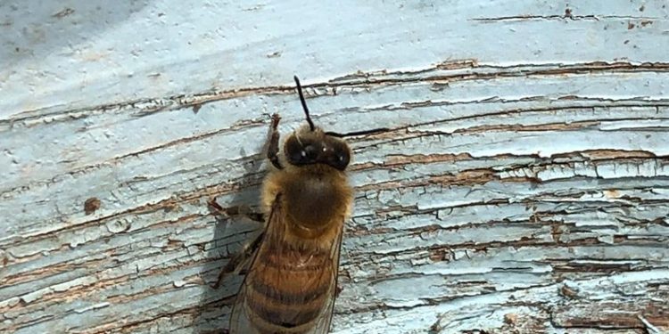 Yalancı bahar arıları vurdu