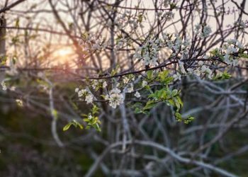 Yalancı bahar çiçek açtırdı