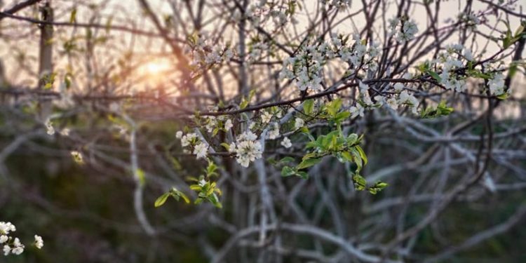 Yalancı bahar çiçek açtırdı
