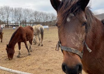 Gönüllü yük hayvanları ameliyathanesi açıldı