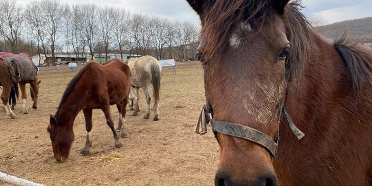 Gönüllü yük hayvanları ameliyathanesi açıldı