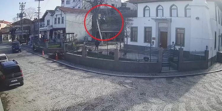 Kestiği ağaçtan düşerek hayatını kaybetti