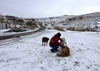 Soğuk Havada Sokak Hayvanları İçin Yemleme Çalışması