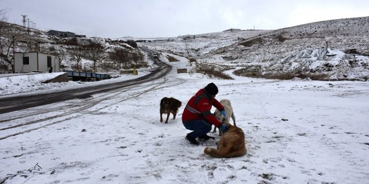 Soğuk Havada Sokak Hayvanları İçin Yemleme Çalışması