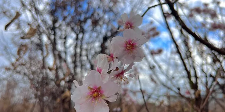 Mardin’de kış ortasında çiçek açan ağaçlar şaşırttı