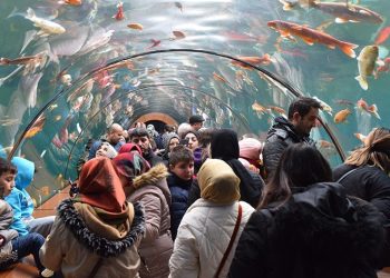 ‘Karne Sizden Cazibe’de Bilet Bizden’