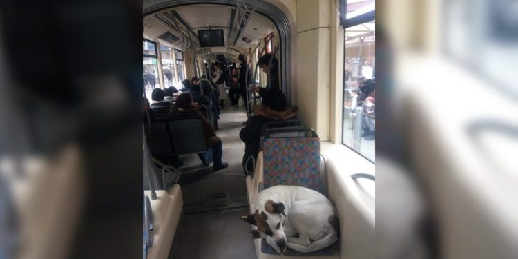 Tramvayda yolculuk ederek soğuktan kaçındılar