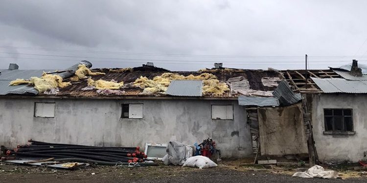 Şiddetli fırtına 15 hayvanı telef etti