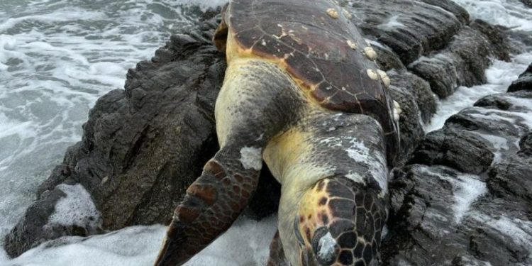 Erdek’te Caretta Caretta kıyıya vurdu