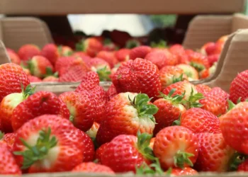 Sinop’ta üretiliyor, dünyaya ihraç ediliyor