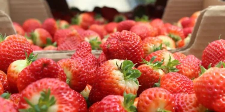 Sinop’ta üretiliyor, dünyaya ihraç ediliyor