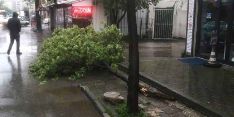 Bursa’da ağaca Yıldırım düştü