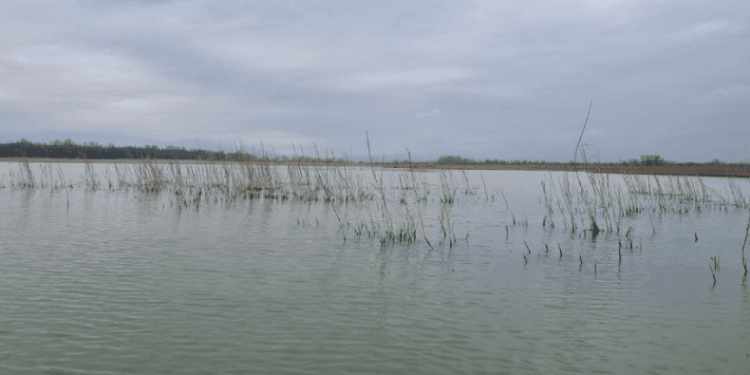 Kaçak avcıların kasnaklarına el konuldu