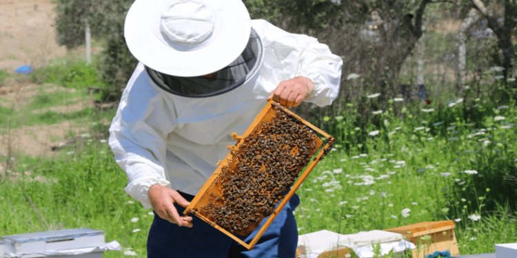 Bal üretiminde bu sene rekor kırılacak