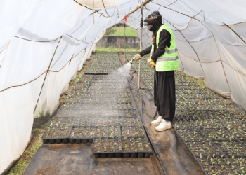 2 milyon yazlık çiçeğin üretimi başladı