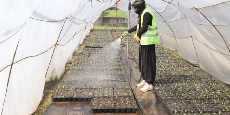 2 milyon yazlık çiçeğin üretimi başladı