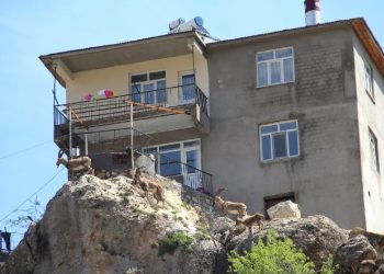 Yaban keçileri ilçeyi mesken tuttu