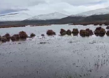 Çıldır Gölü sazlık alandaki su seviyesi arttı