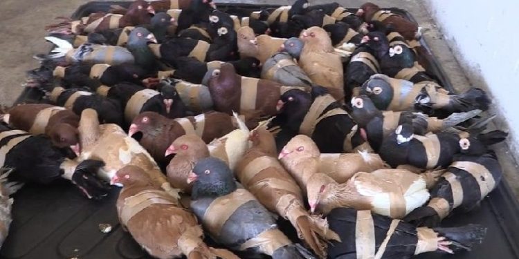 Güvercinleri kanatlarından bağlayıp ülkeye sokmak istedi