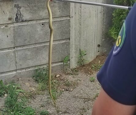 Tellere çıkan yılan, ekipleri harekete geçirdi