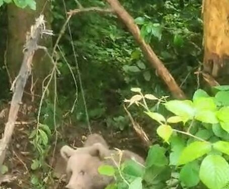 Kovana ulaşmak isteyen ayı, tellere takıldı