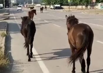 Başıboş Atlar sokaklarda cirit atıyor