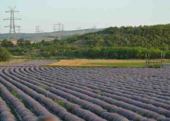 Lavanta tarlaları ziyaretçilerini ağırlıyor