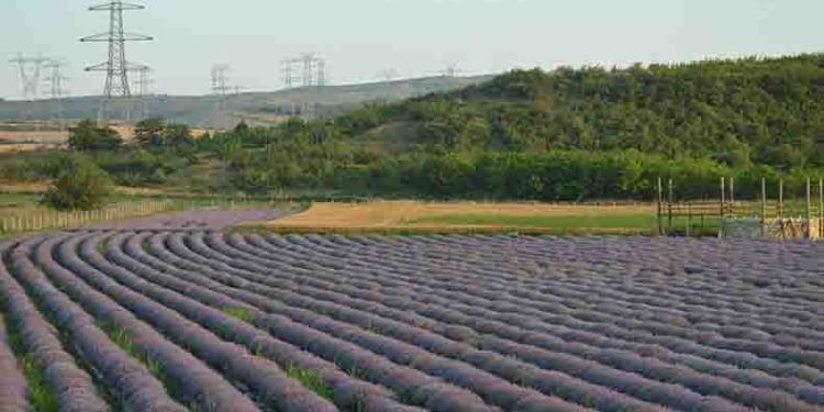 Lavanta tarlaları ziyaretçilerini ağırlıyor