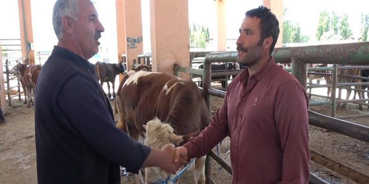 Hayvan pazarında pazarlıklar devam ediyor
